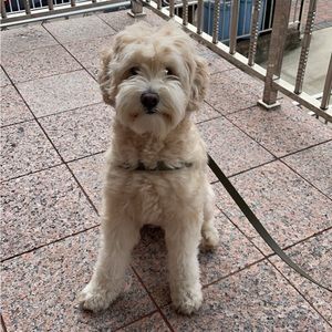 Meet your Posher, Pam